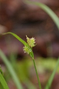 Carex-pallescens-11-05-2010-8064