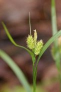 Carex-pallescens-11-05-2010-8065