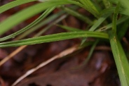 Carex-pallescens-11-05-2010-8066