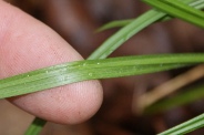 Carex-pallescens-11-05-2010-8067