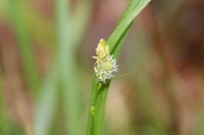 Carex-pallescens-11-05-2010-8068