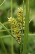 Carex-rostrata-17-06-2010-0011