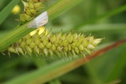 Carex-rostrata-17-06-2010-0016