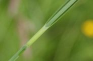 Carex-rostrata-17-06-2010-0018