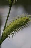 Carex-rostrata-27-04-2011-7379