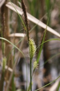 Carex-rostrata-27-04-2011-7380