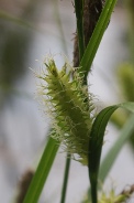 Carex-rostrata-27-04-2011-7383