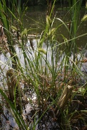 Carex-rostrata-27-04-2011-7385