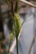 Carex-rostrata-27-04-2011-7386