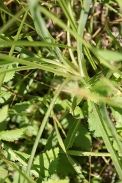 Carex-spicata-30-05-2009-3164