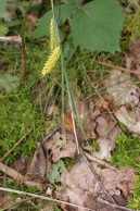 Carex-vesicaria-06-07-2011-0924