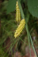 Carex-vesicaria-06-07-2011-0925