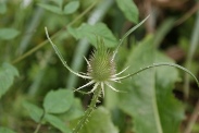 Dipsacus-fullonum-27-07-2010-2953