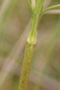 Knautia-dipsacifolia-21-09-2011-5349