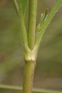 Knautia-dipsacifolia-21-09-2011-5350