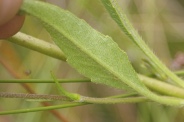 Knautia-dipsacifolia-21-09-2011-5352