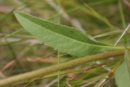 Knautia-dipsacifolia-21-09-2011-5353