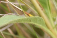 Knautia-dipsacifolia-21-09-2011-5355