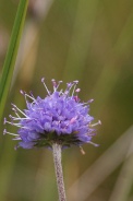 Knautia-dipsacifolia-21-09-2011-5364