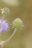 Knautia-dipsacifolia-21-09-2011-5368