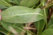Knautia-dipsacifolia-21-09-2011-5371