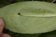 Knautia-dipsacifolia-21-09-2011-5373