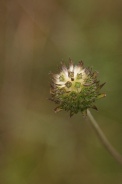Knautia-dipsacifolia-21-09-2011-5377