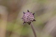 Succisa-pratensis-30-08-2010-4870