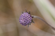 Succisa-pratensis-30-08-2010-4872