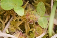 Drosera-rotundifolia-17-06-2010-0133