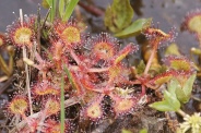 Drosera-rotundifolia-17-06-2010-0136