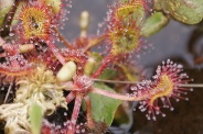 Drosera-rotundifolia-17-06-2010-0138