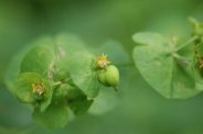 Euphorbia-amygdaloides-13-06-2009-4871