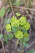 Euphorbia-amygdaloides-25-04-2009-1652