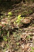 Euphorbia-amygdaloides-25-04-2009-1656