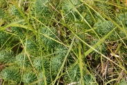 Euphorbia-cyparissias-02-07-2009-7935