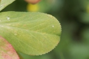 Euphorbia-helioscopia-12-08-2011-4470