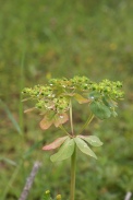 Euphorbia-helioscopia-12-08-2011-4477