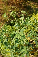 Euphorbia-lathyris-01-07-2009-7433