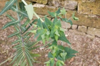 Euphorbia-lathyris-06-06-2009-3974