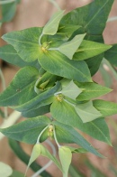 Euphorbia-lathyris-06-06-2009-3975