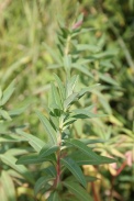 Euphorbia-palustris-29-06-2011-0574