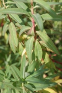 Euphorbia-palustris-29-06-2011-0579