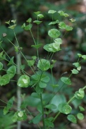 Euphorbia-sylvatica-28-07-2011-3574