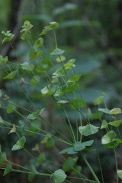 Euphorbia-sylvatica-28-07-2011-3580