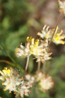 Anthyllis-vulneraria-09-06-2009-4645