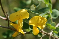 Colutea-arborescens-30-05-2009-3187