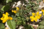 Coronilla-minima-03-06-2010-8744