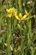 Genista-sagittalis-05-06-2010-9512