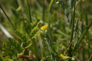 Lathyrus-aphaca-01-06-2011-8933